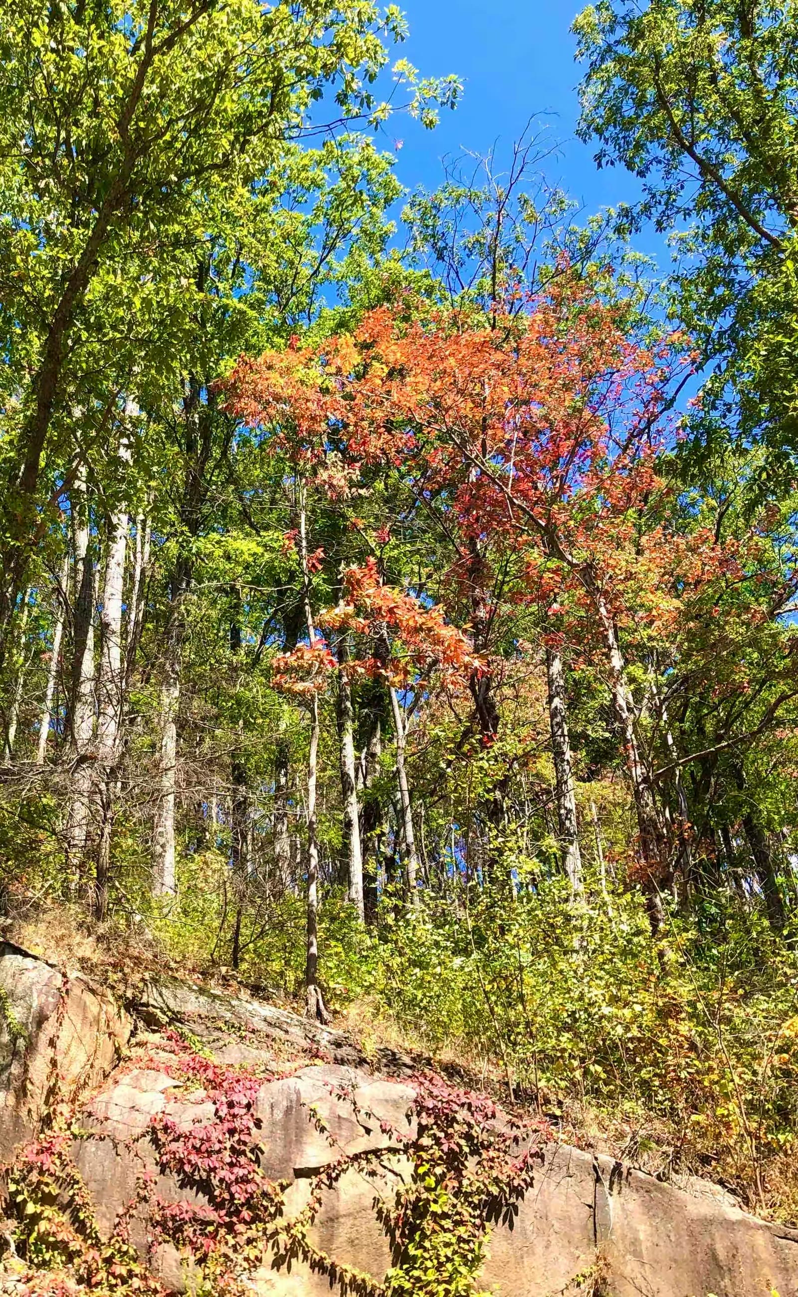秋游大雾山