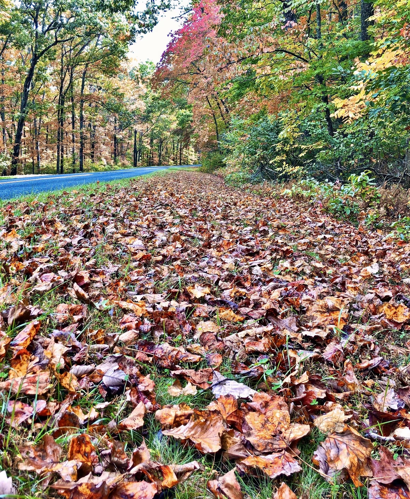 大烟山-蓝岭公路-仙纳度秋假游汇集