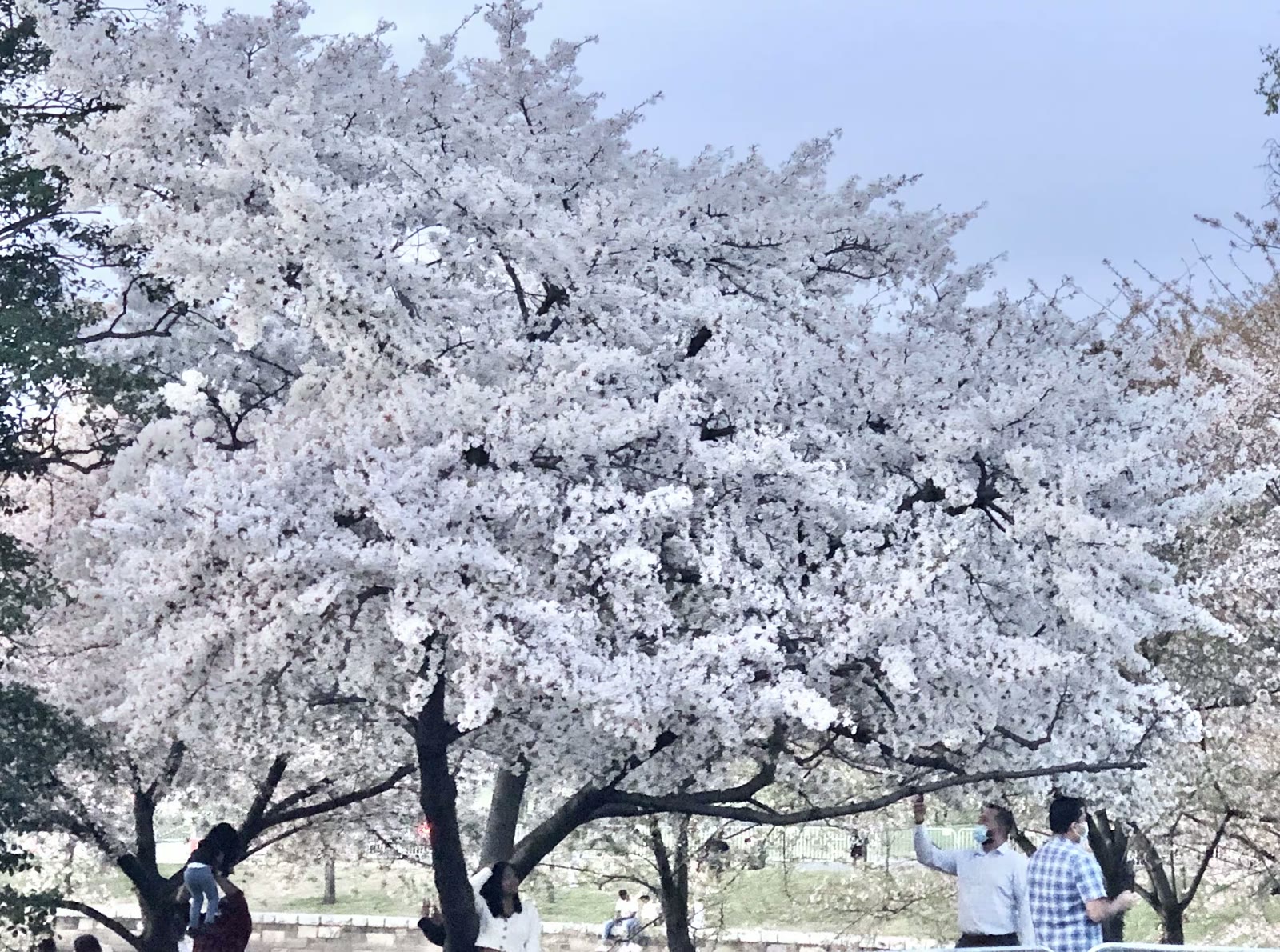 华盛顿特区樱花节
