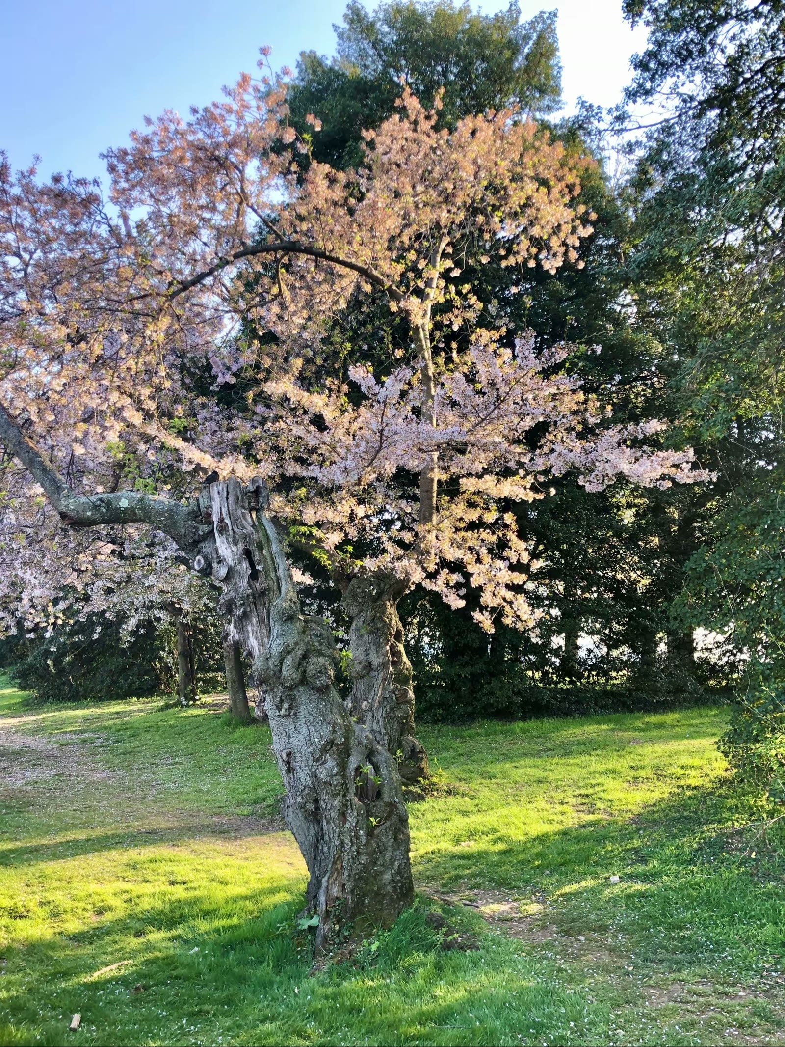 华盛顿特区樱花节
