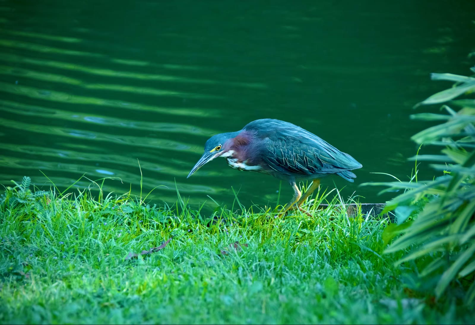 绿鹭(Green Heron)
