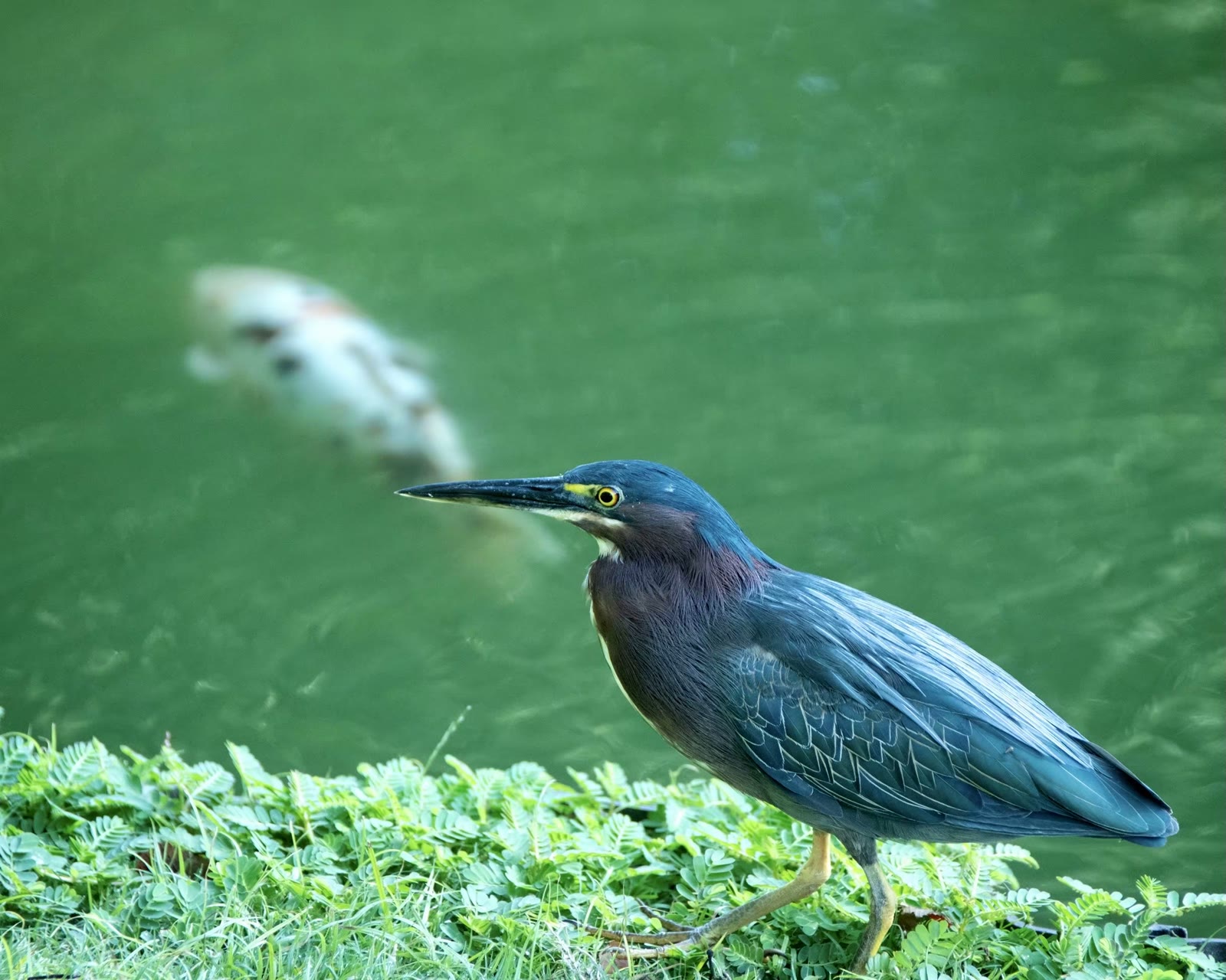 这条大魚我能逮得住吗？