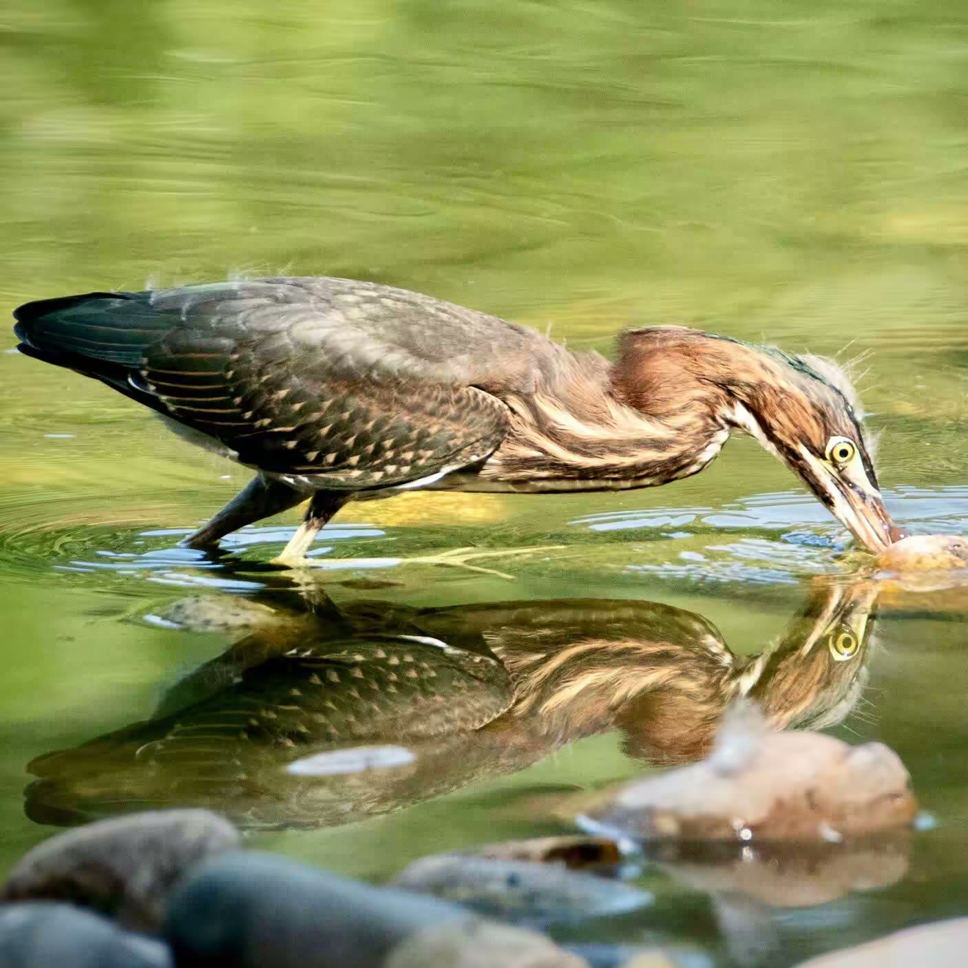 绿鹭(Green Heron)
