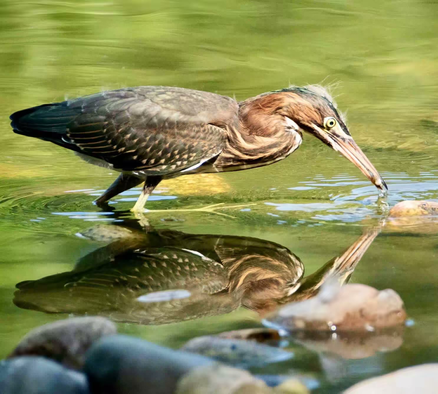 绿鹭(Green Heron)