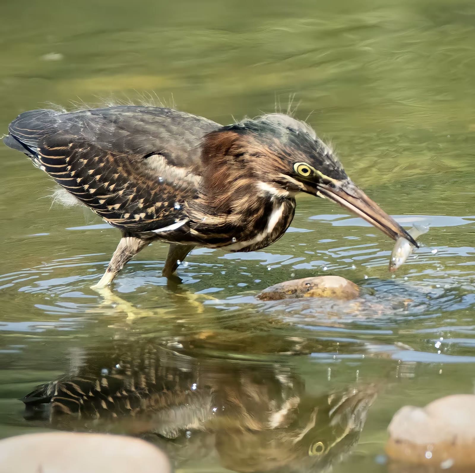 绿鹭(Green Heron)