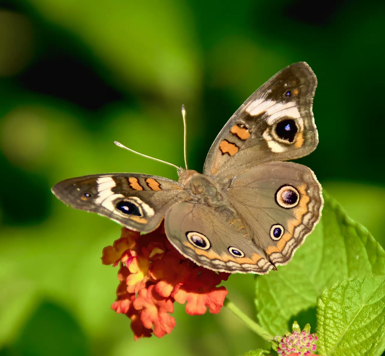 Common buckeye