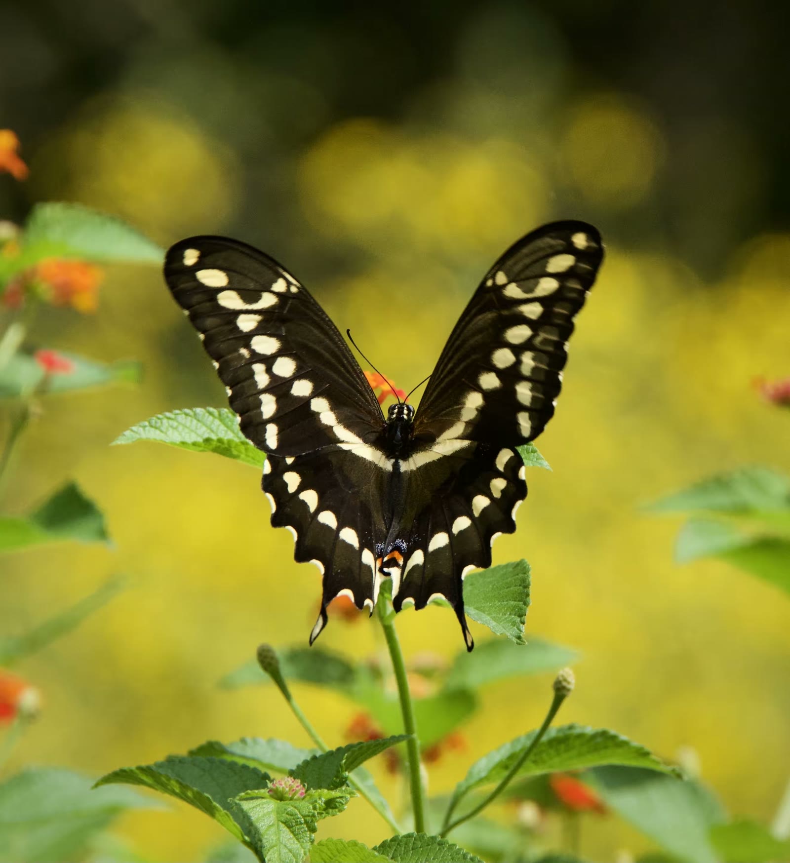 Giant swallowtail