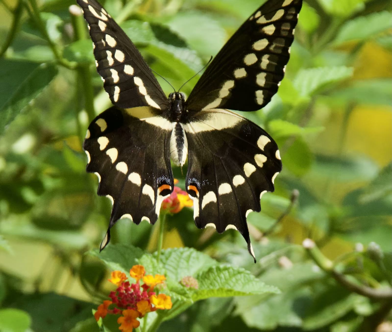 Giant swallowtail