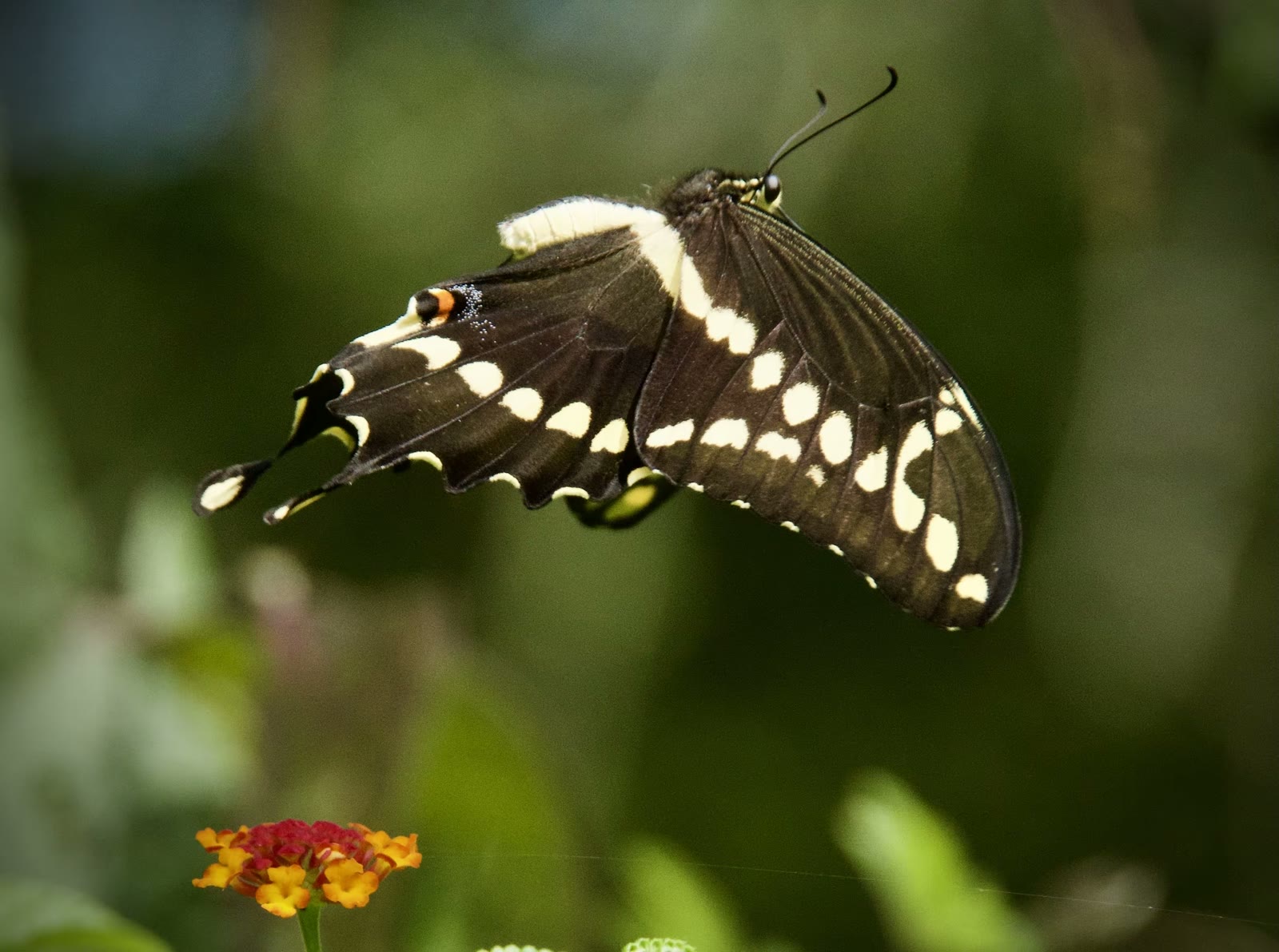 Giant swallowtail