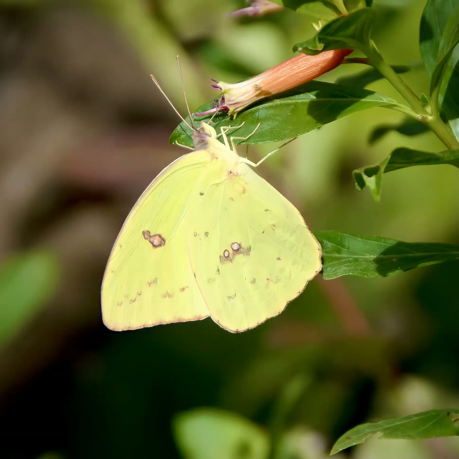 Statira sulphur