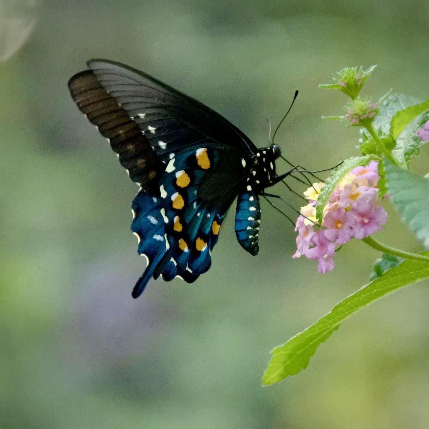 Pipevine Swallowtail