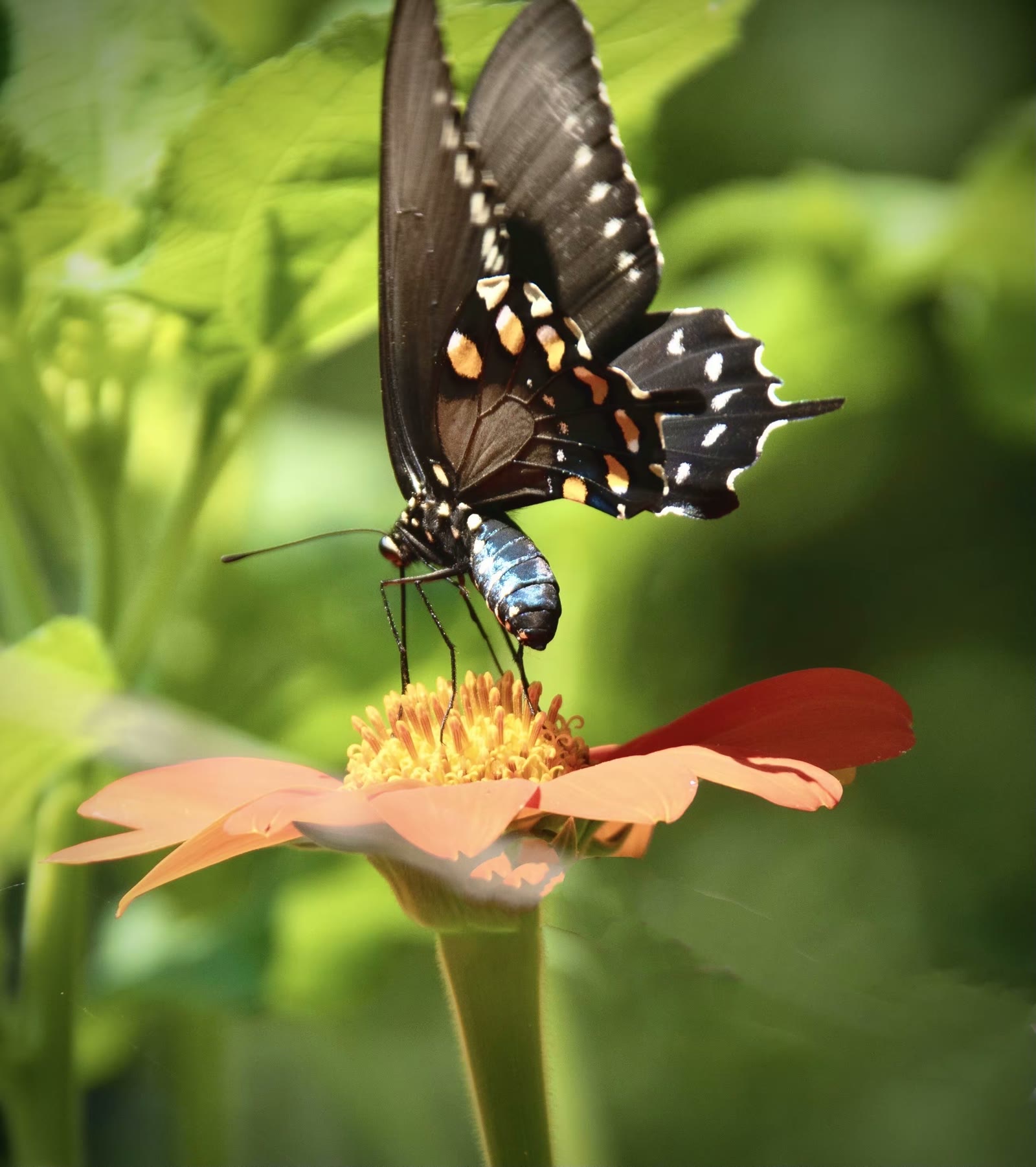 Pipevine Swallowtail