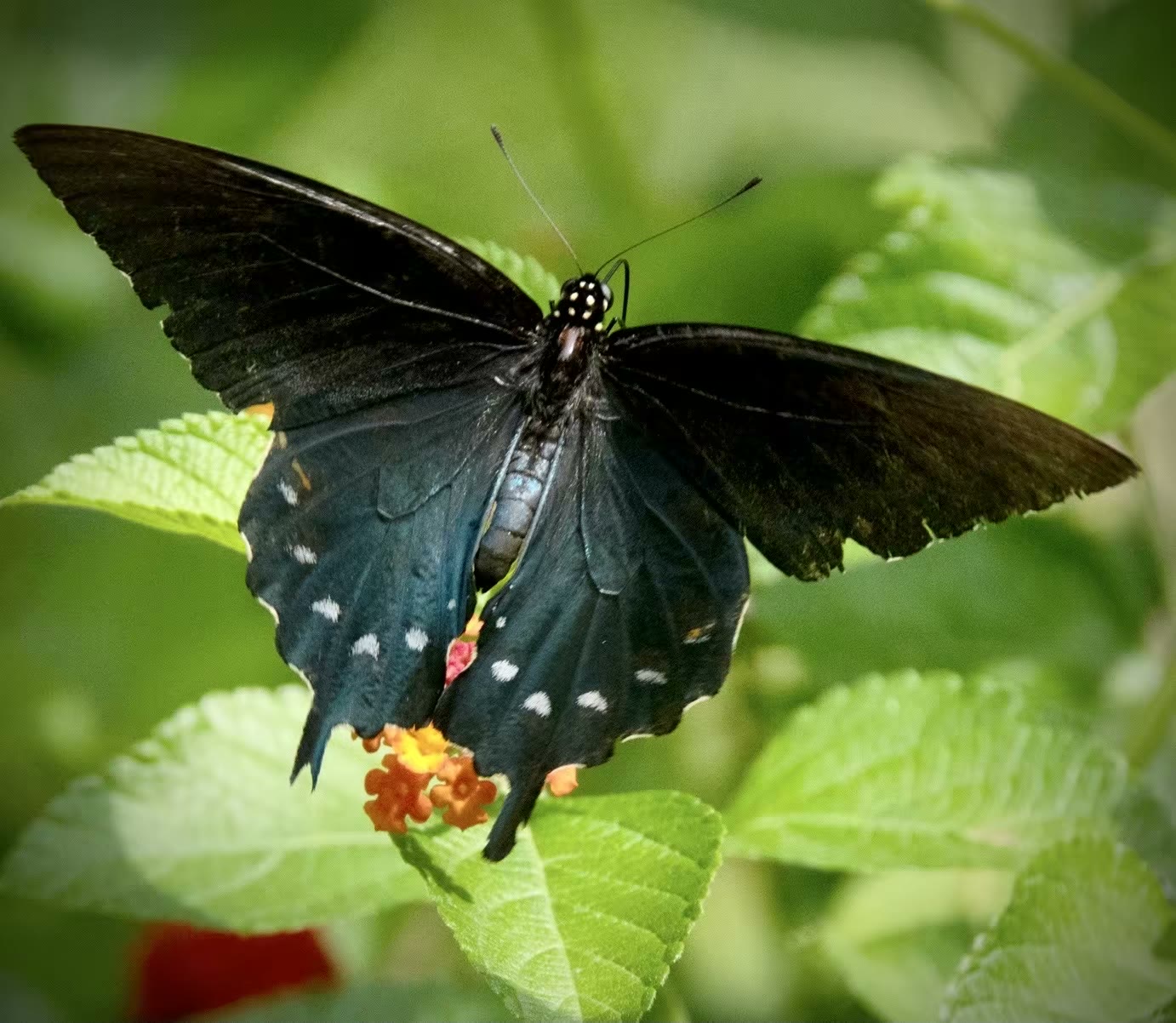Pipevine Swallowtail