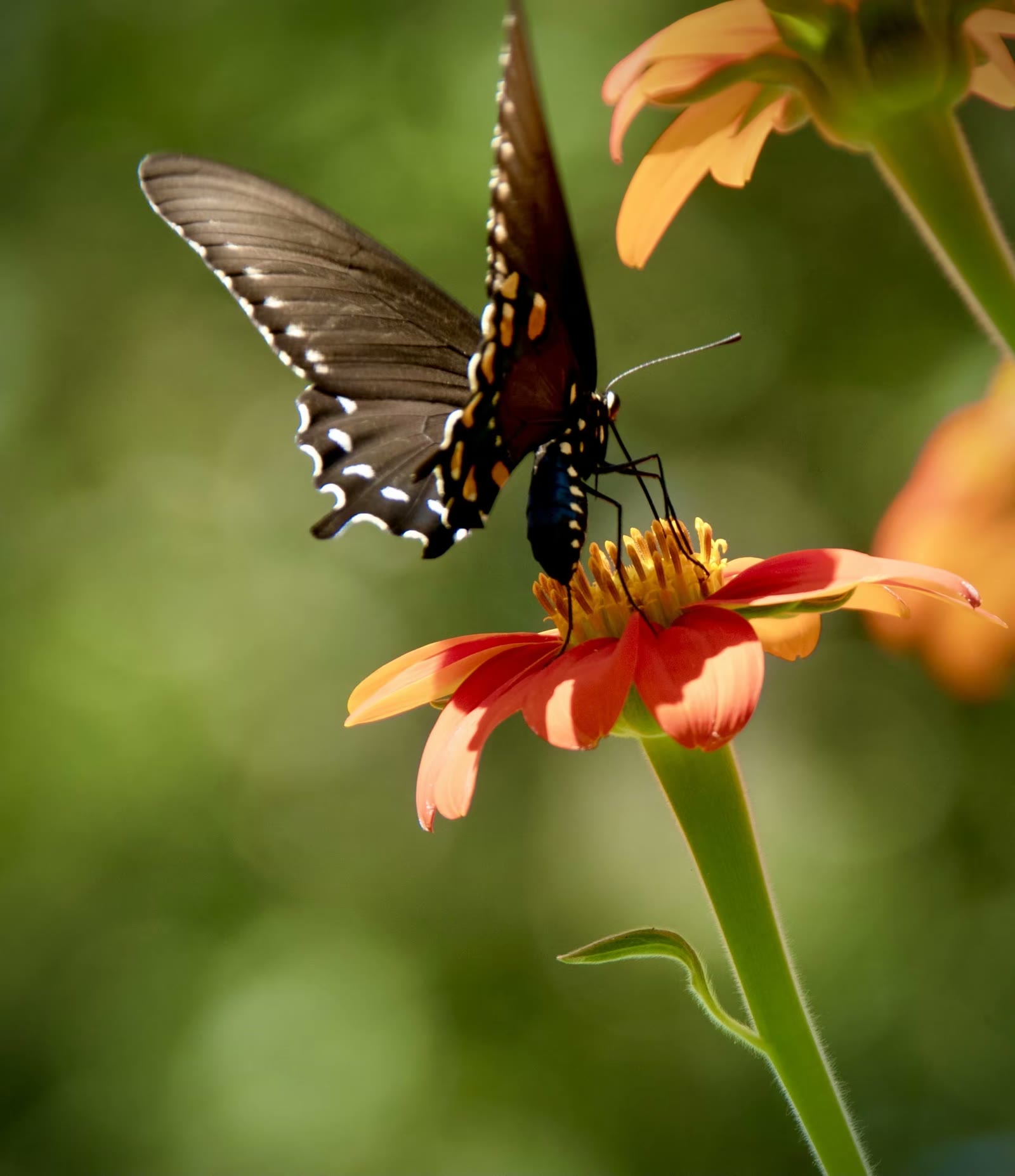 Pipevine Swallowtail