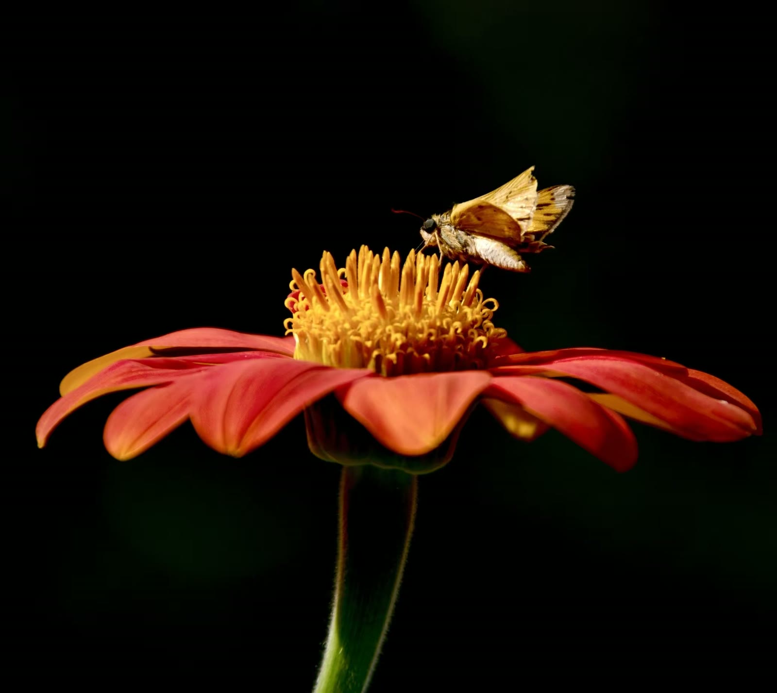 Fiery skipper