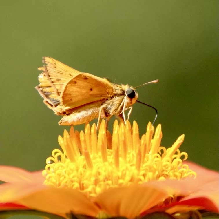 Fiery skipper
