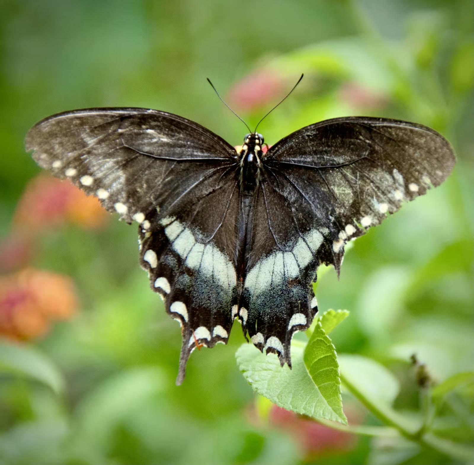 Spicebush swallowtail