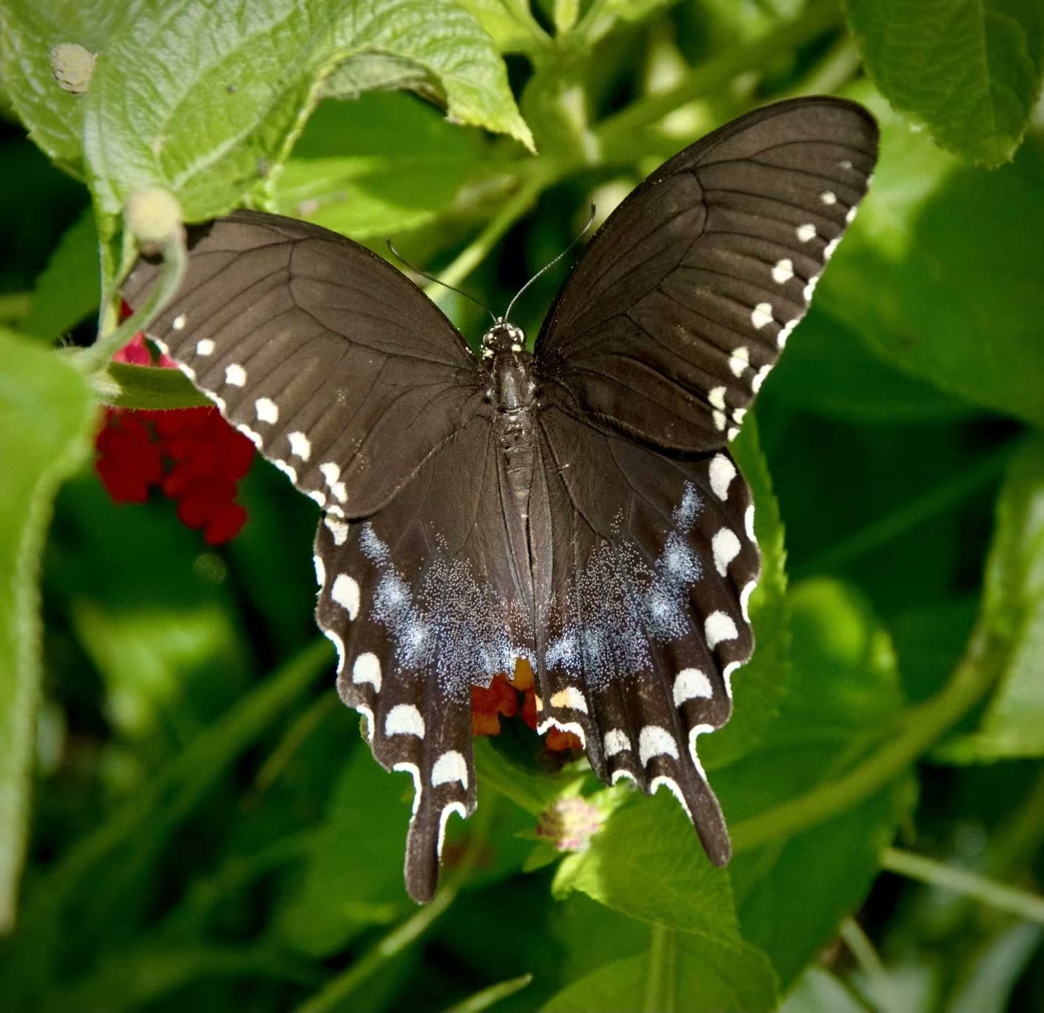 Spicebush swallowtail