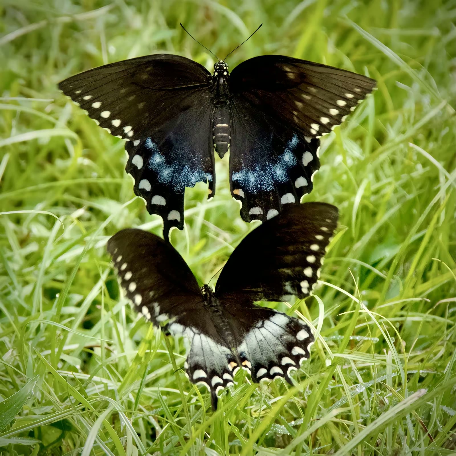 Spicebush swallowtail