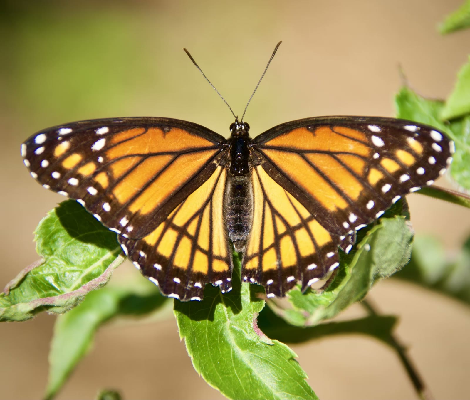 Viceroy Butterfly