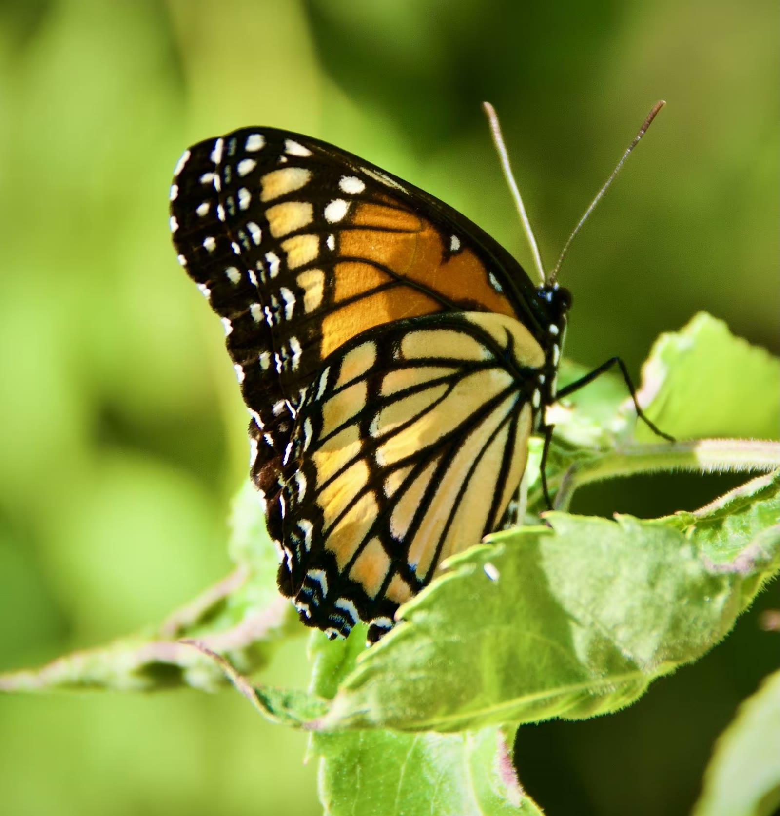 Viceroy Butterfly