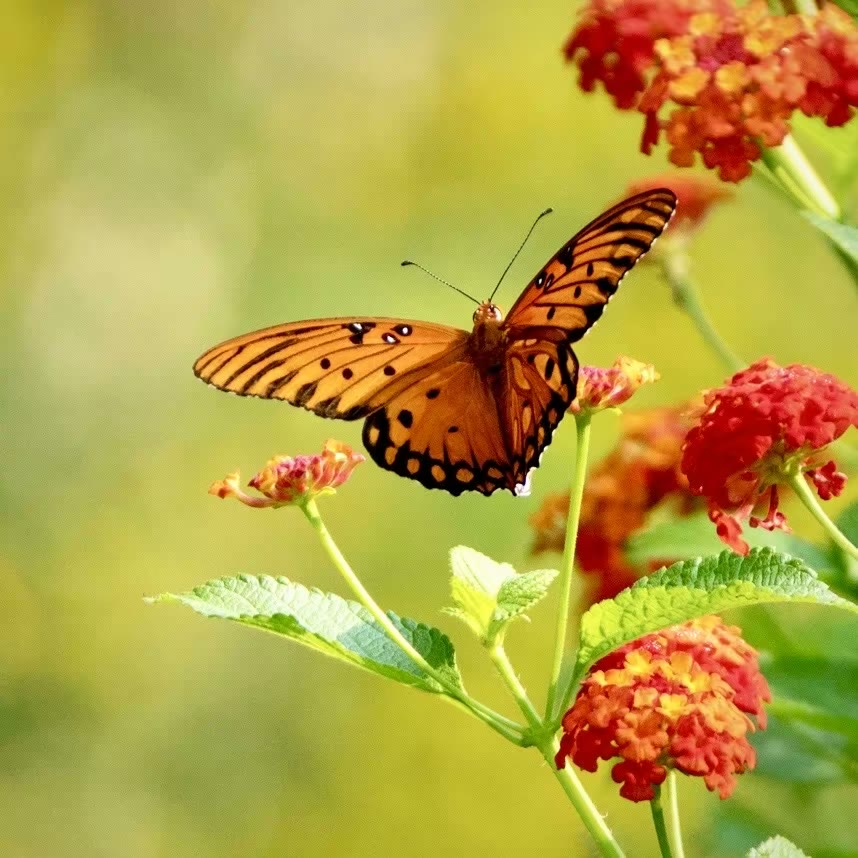 Gulf fritillary