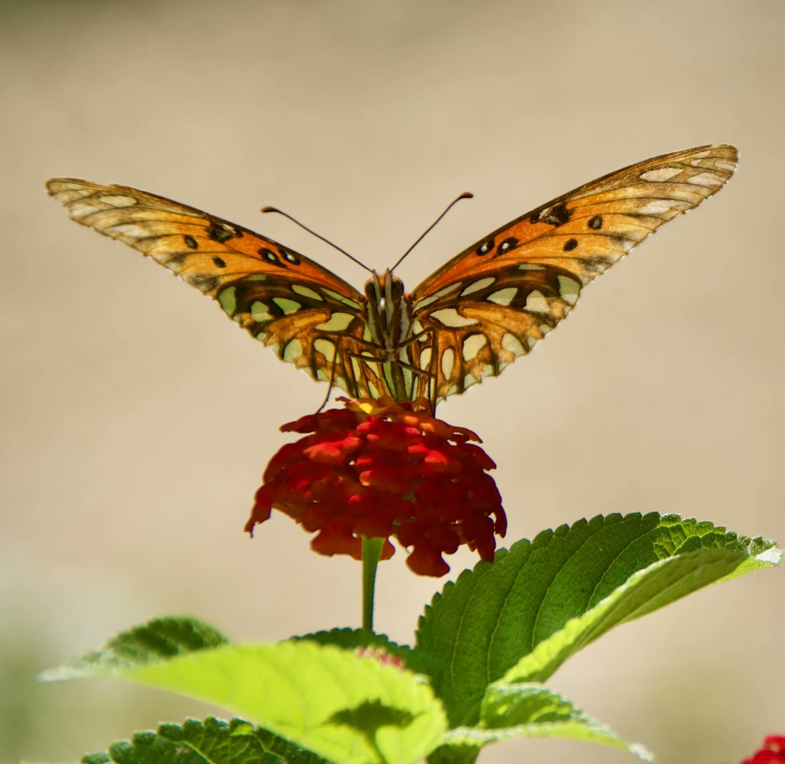Gulf fritillary