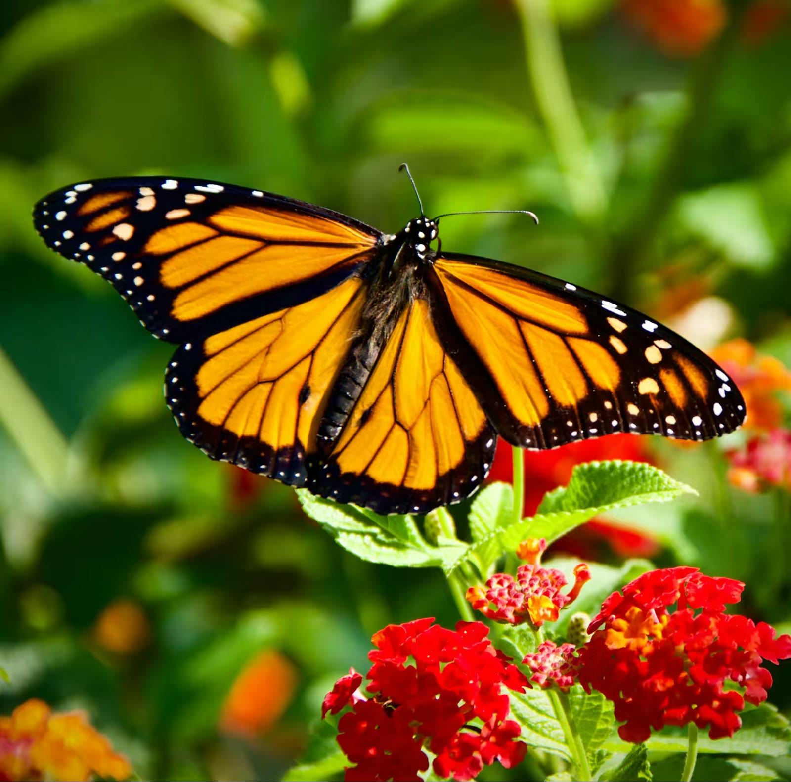 Monarch Butterfly
