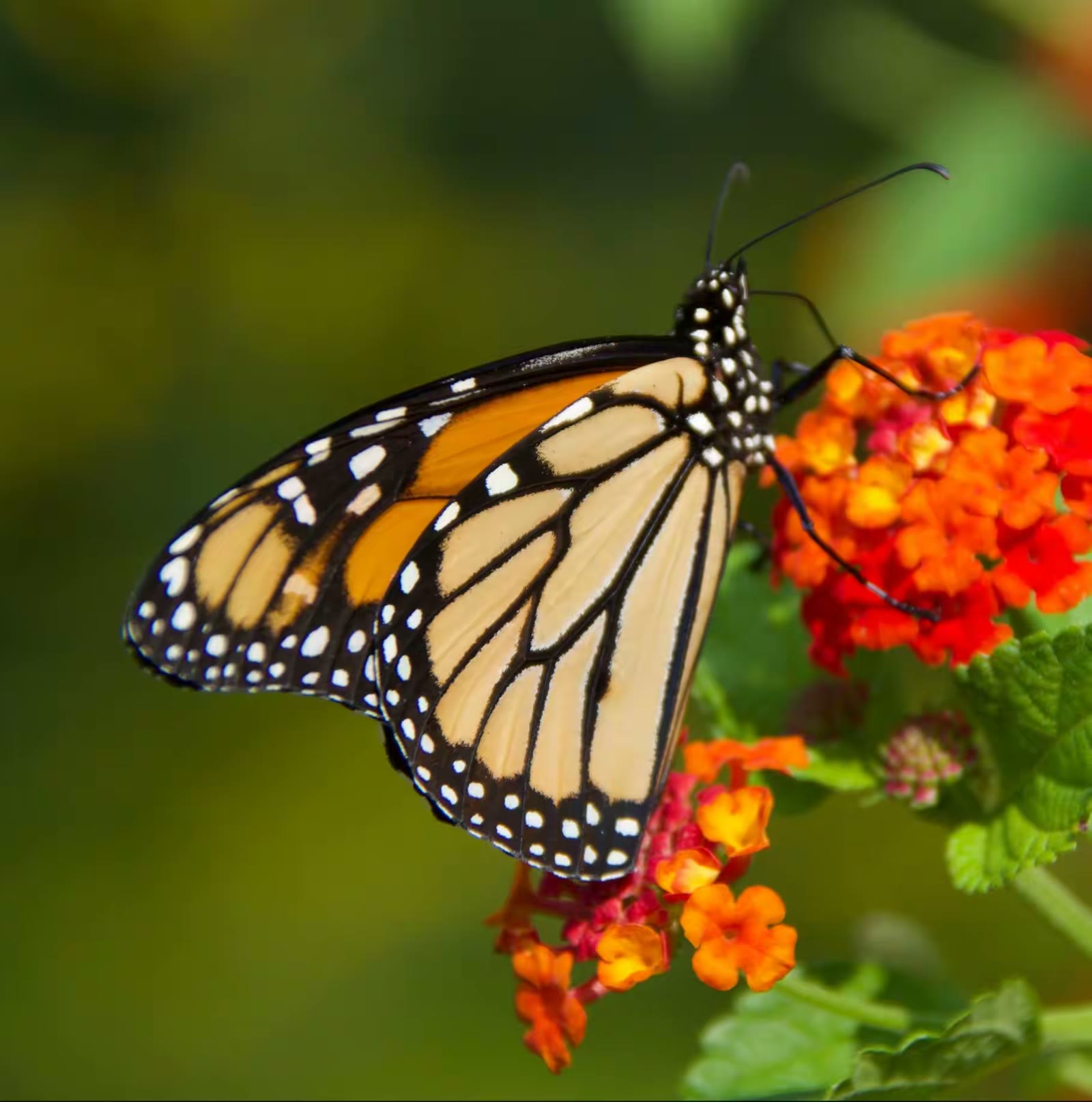 Monarch Butterfly