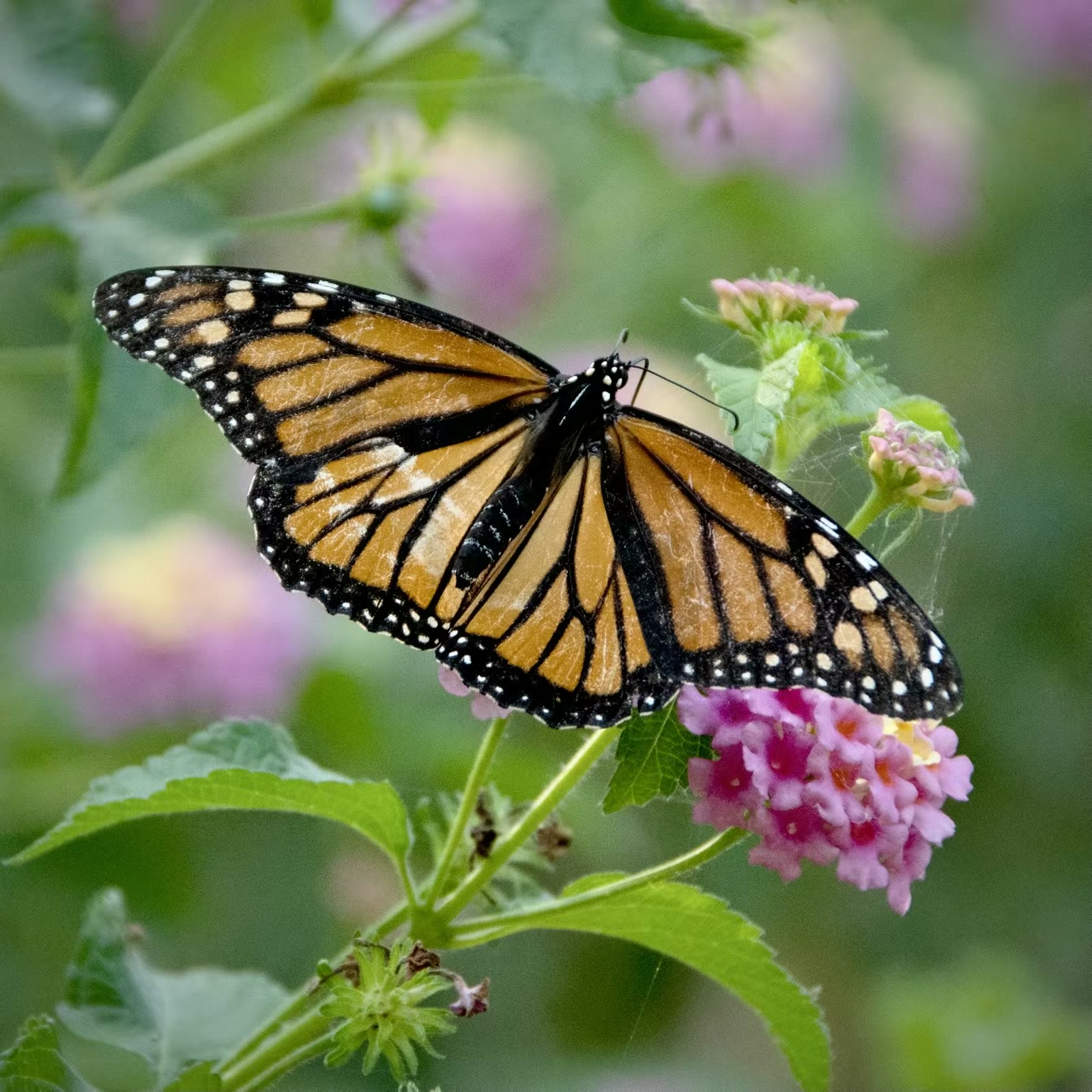 Monarch Butterfly