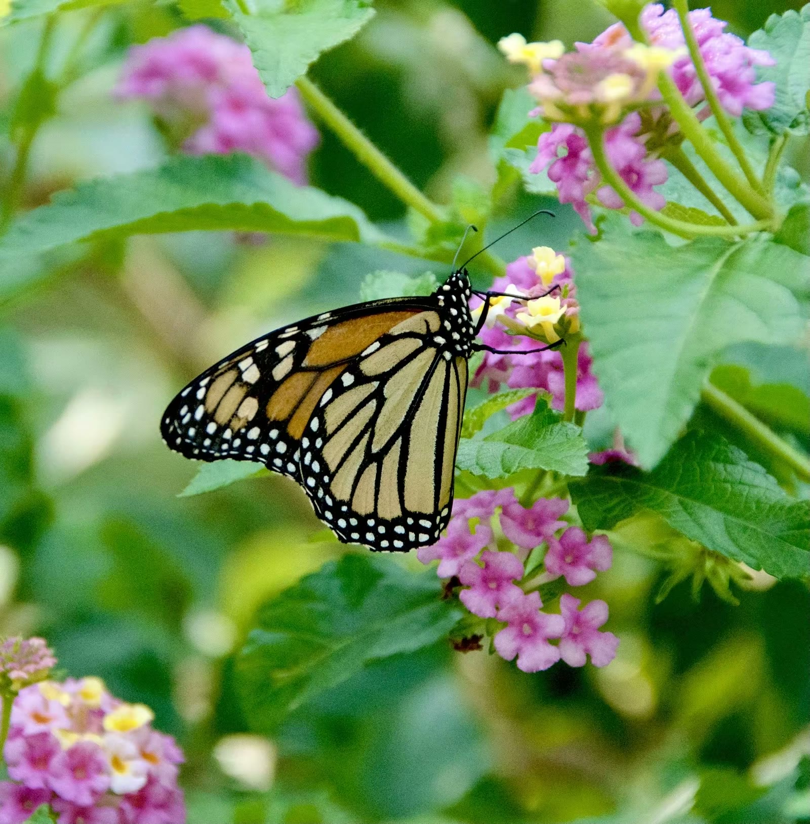 Monarch Butterfly