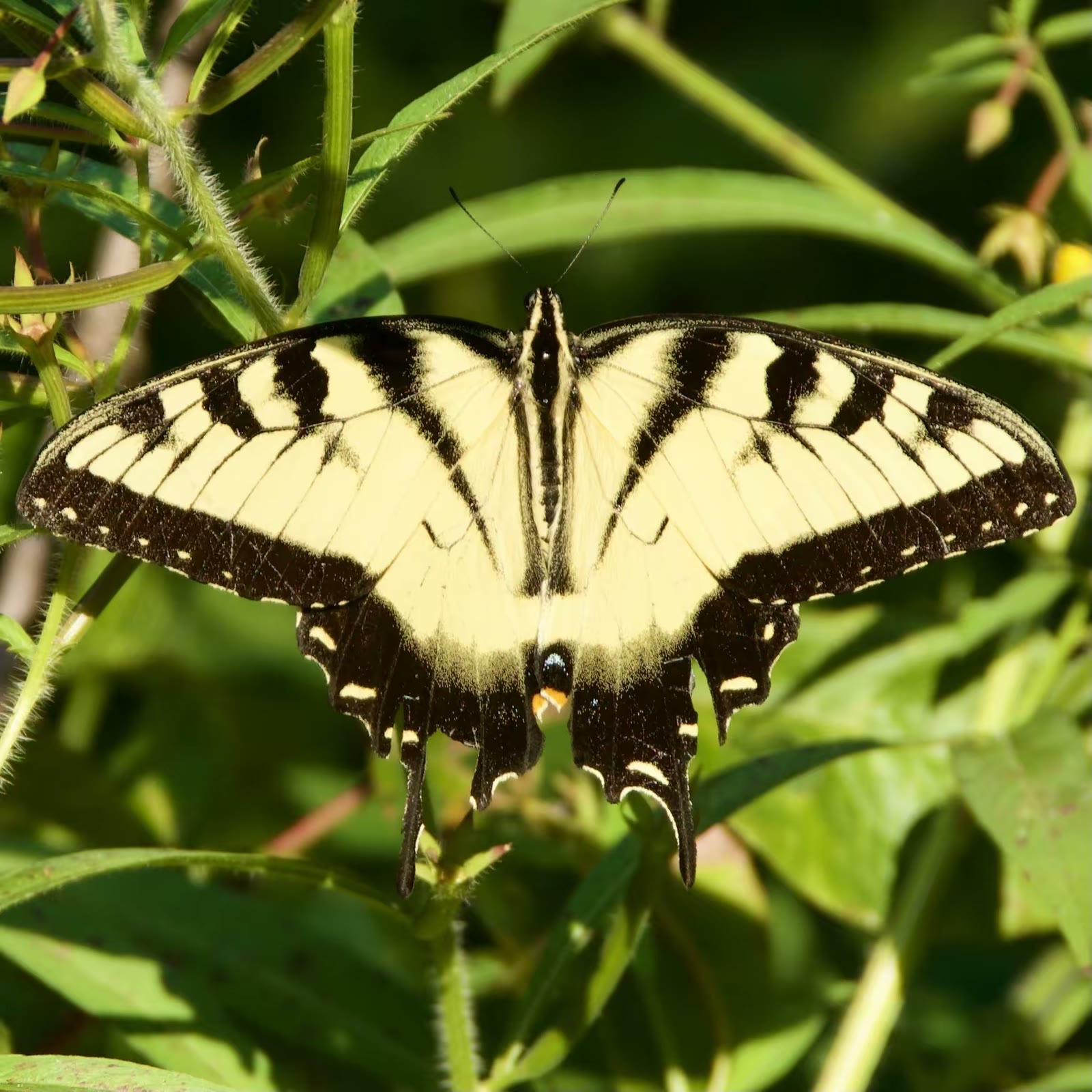 Tiger swallowtail (male)