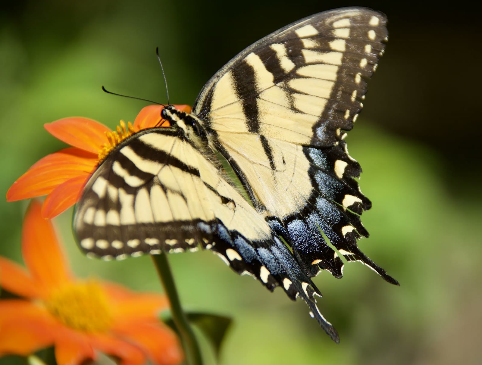 Tiger swallowtail (female)