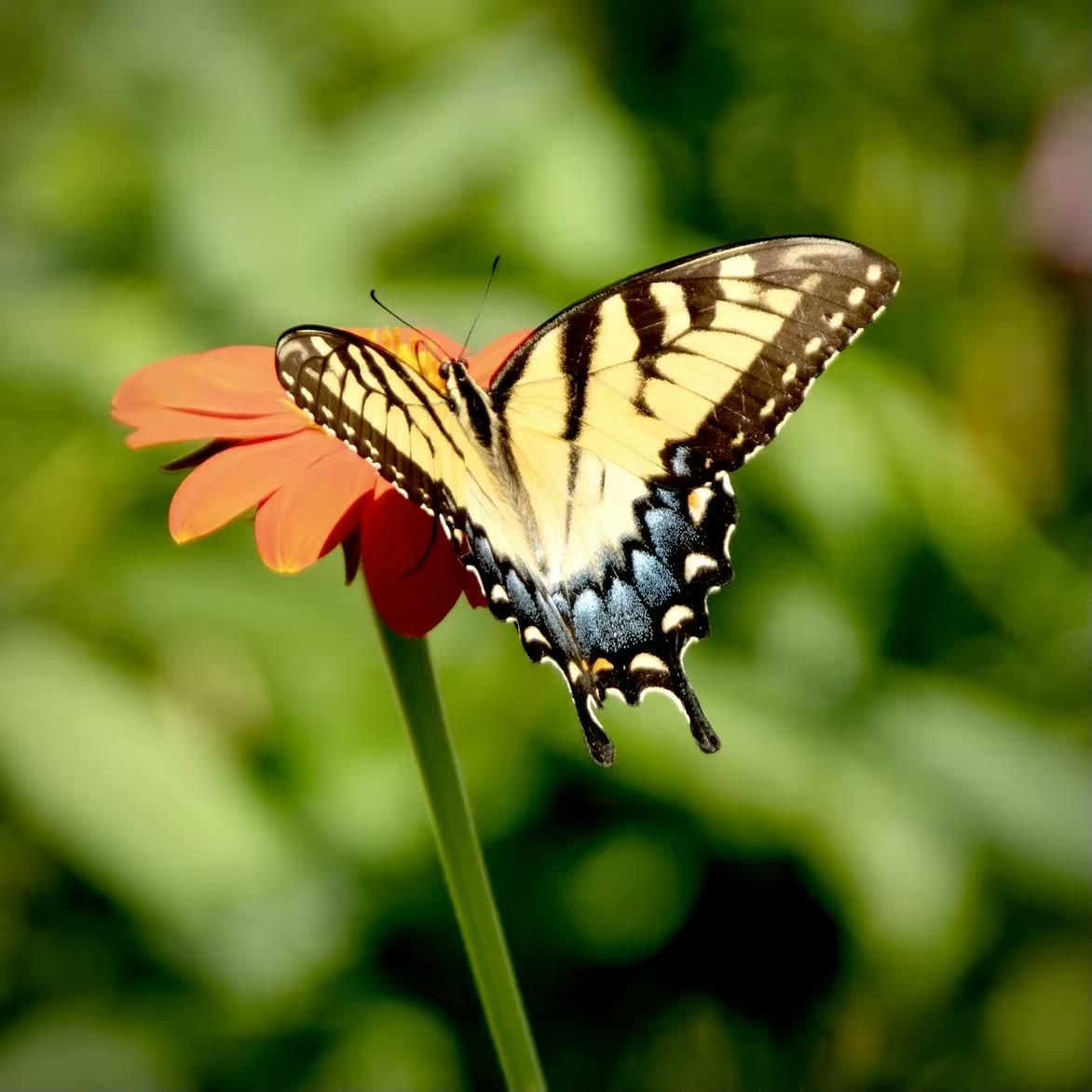 Tiger swallowtail (female)