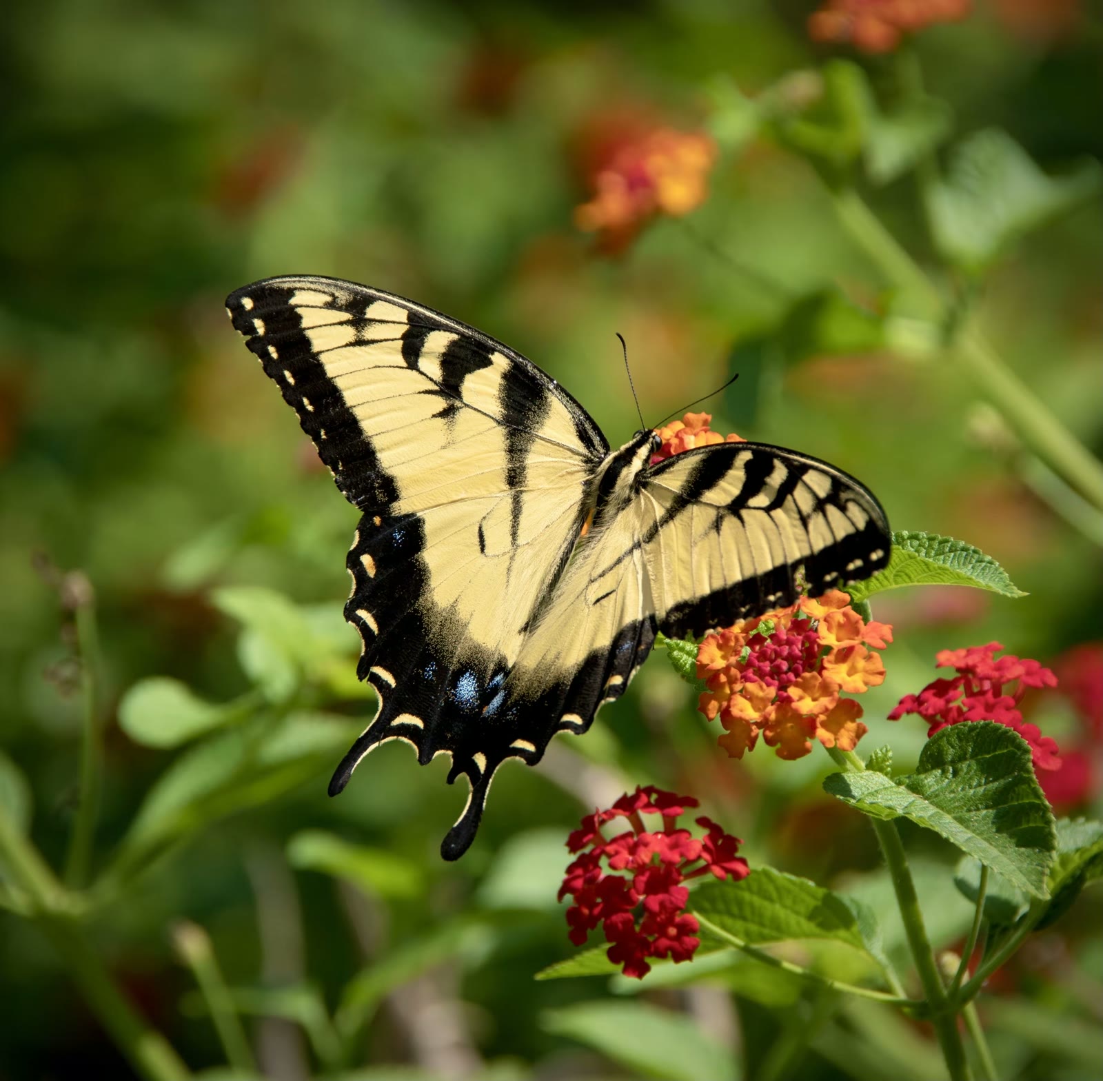 Tiger swallowtail (female)
