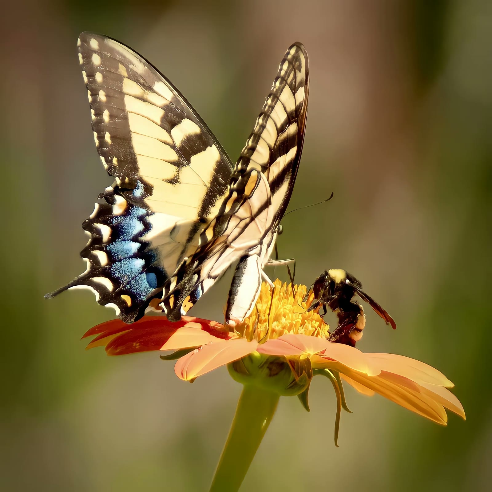 Tiger swallowtail (female)