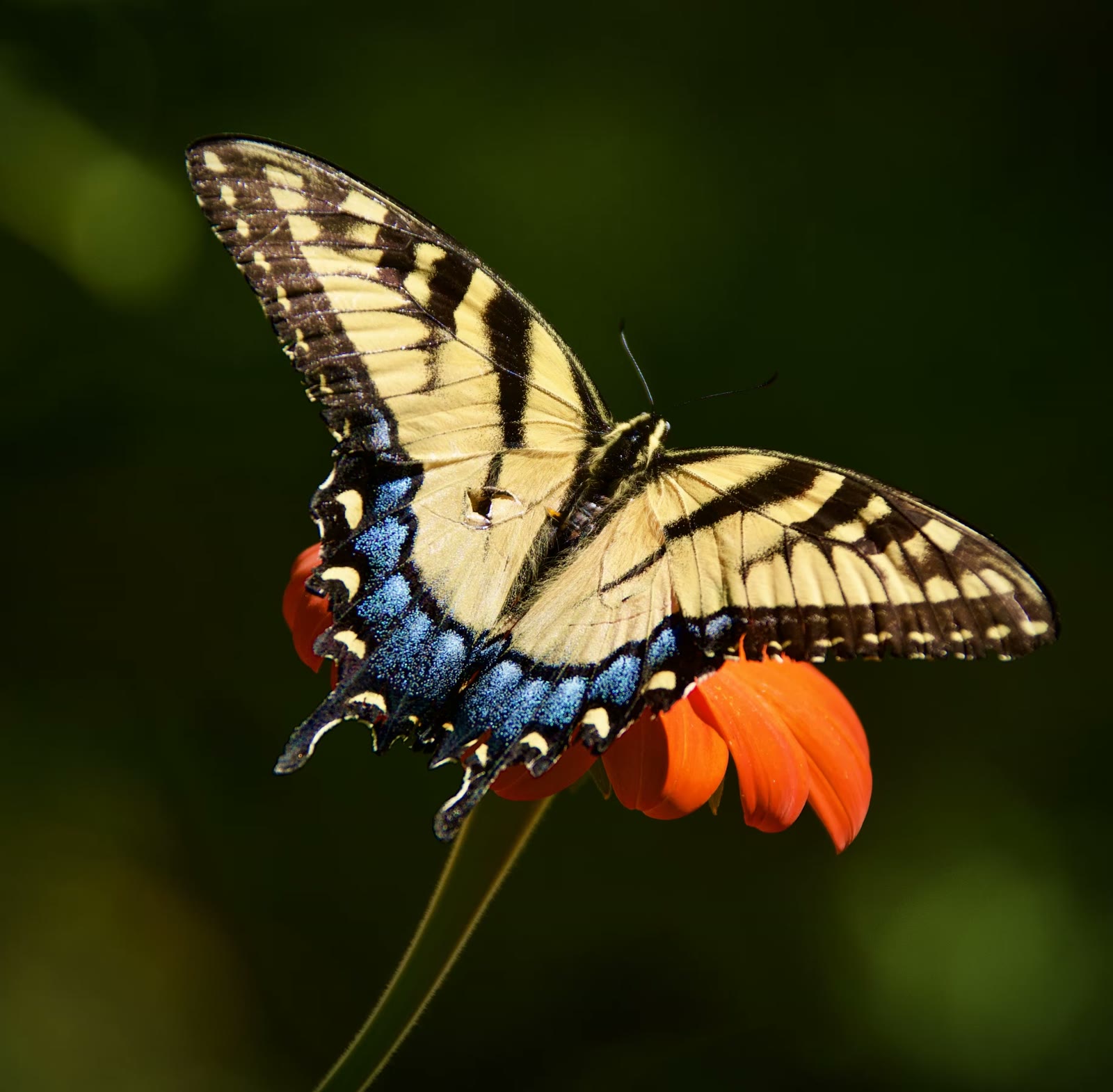 Tiger swallowtail (female)