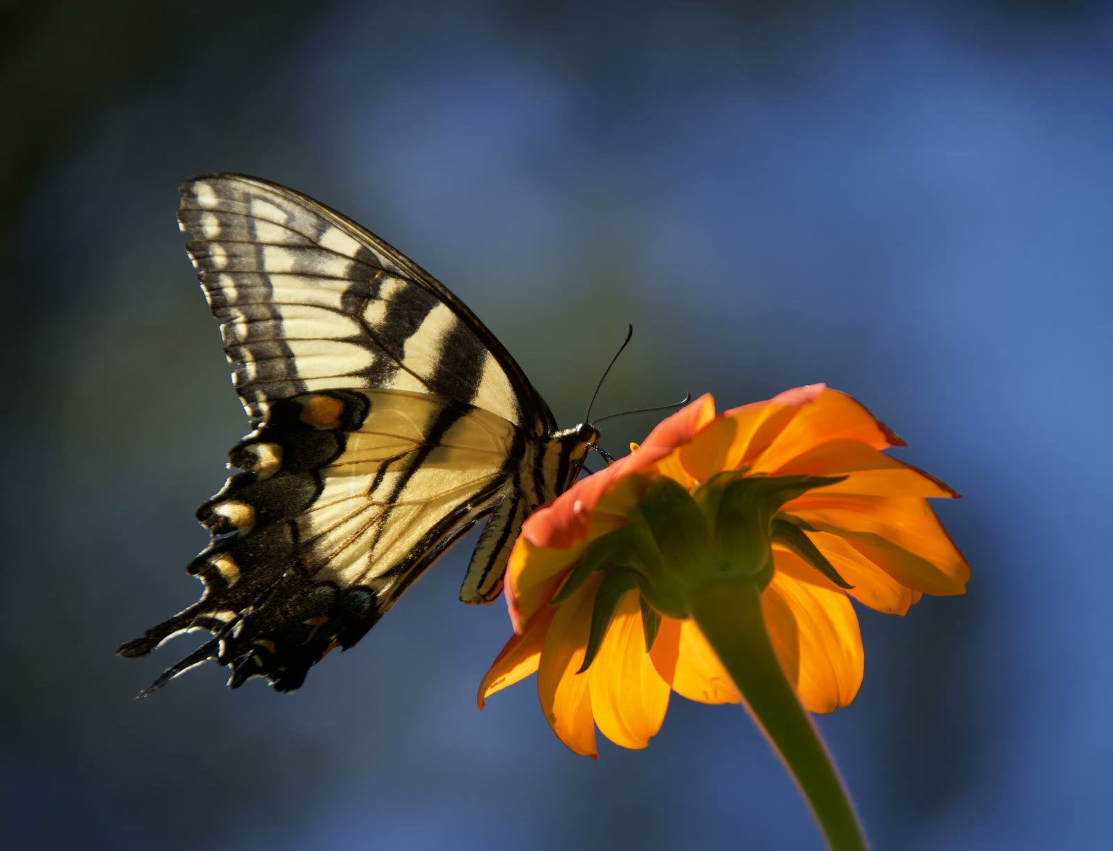 Tiger swallowtail (female)