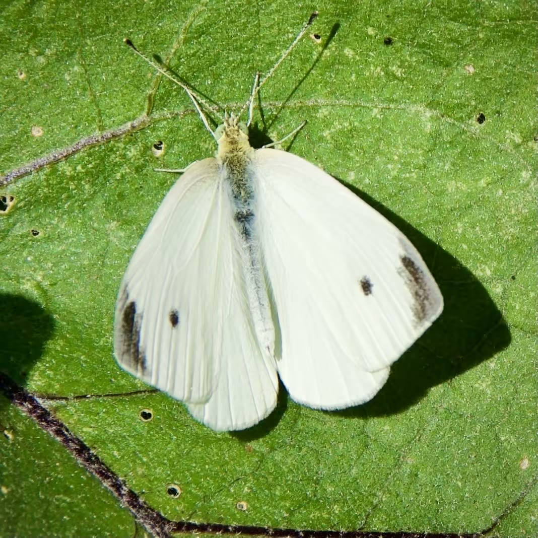 Cabbage White Butterfly
