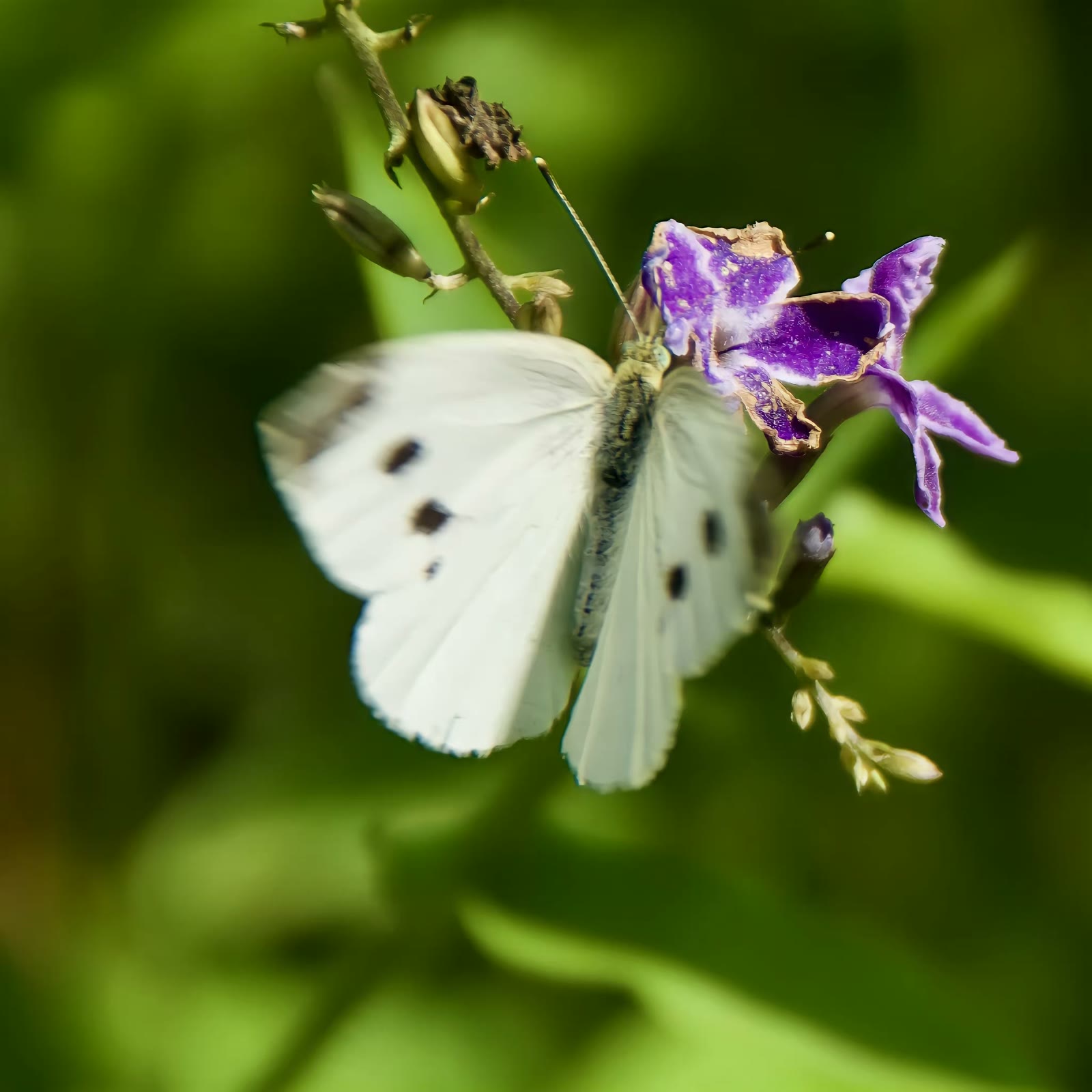 Cabbage White Butterfly