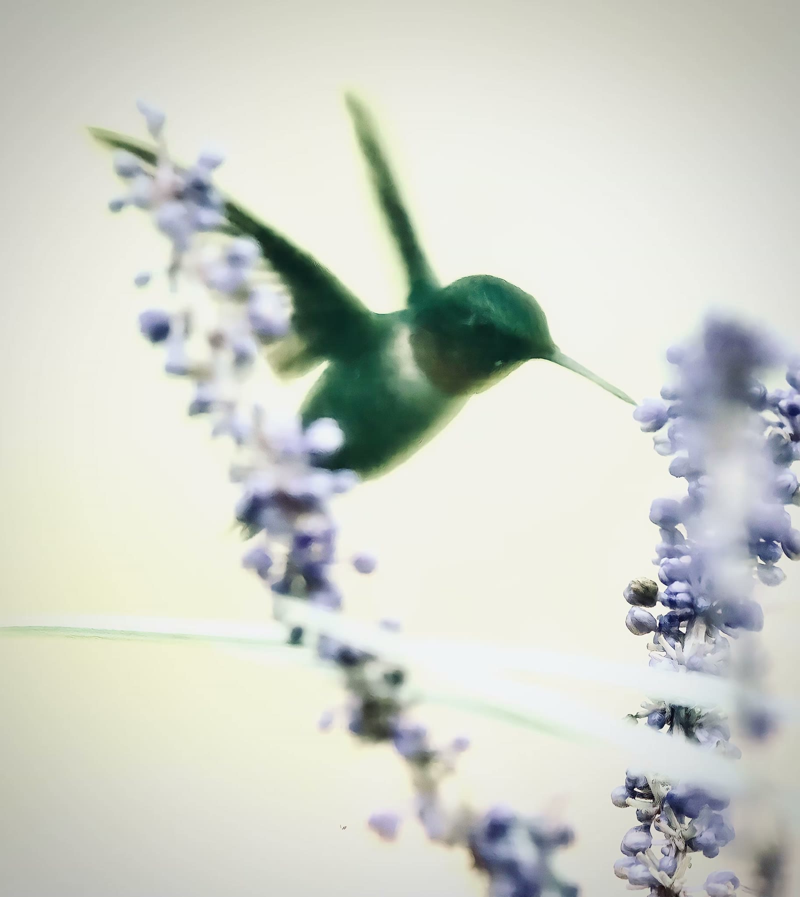 蜂鸟集