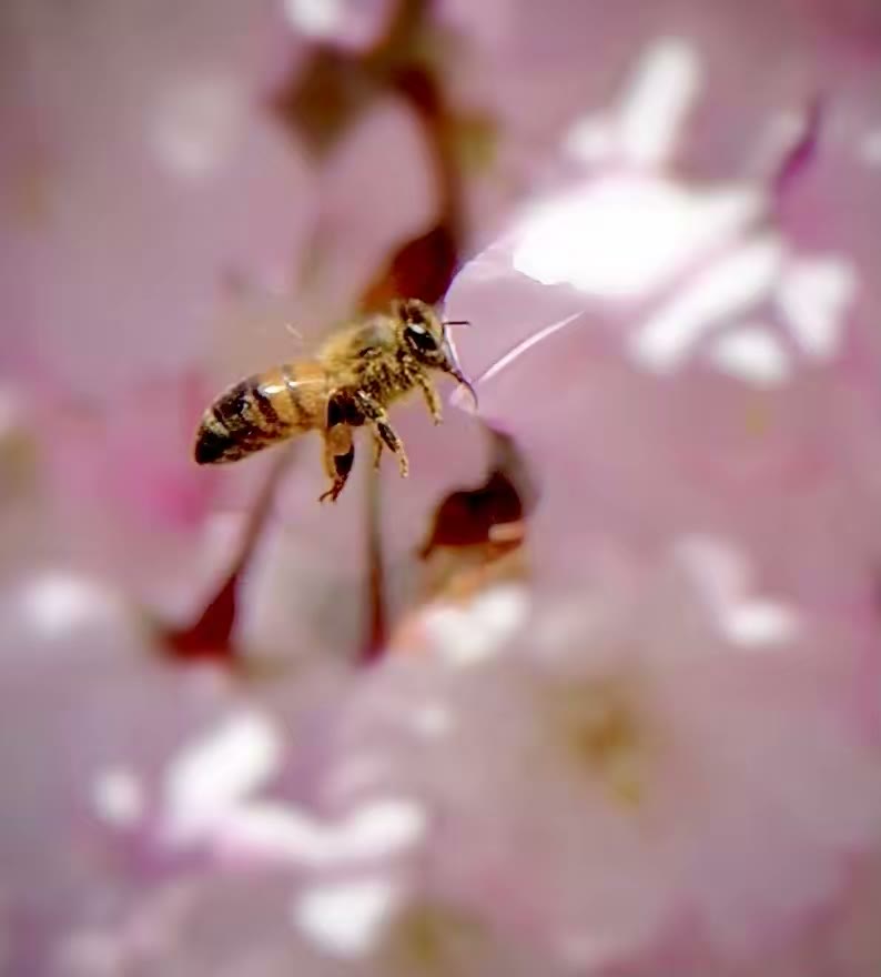 Western honey bee