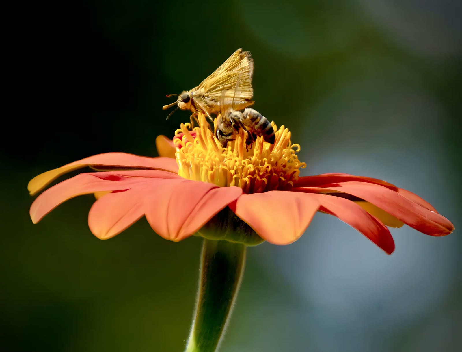 Western honey bee