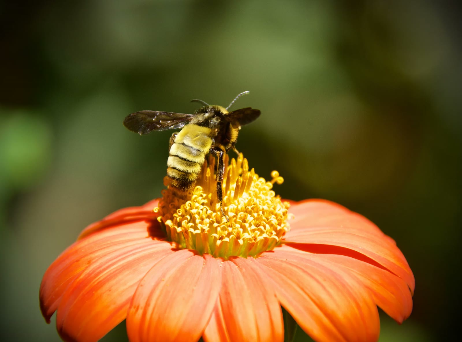 American bumble bee