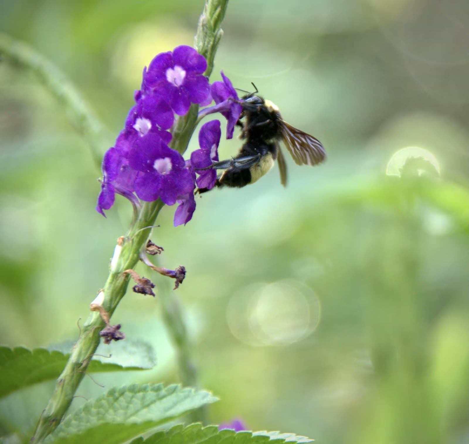 American bumble bee
