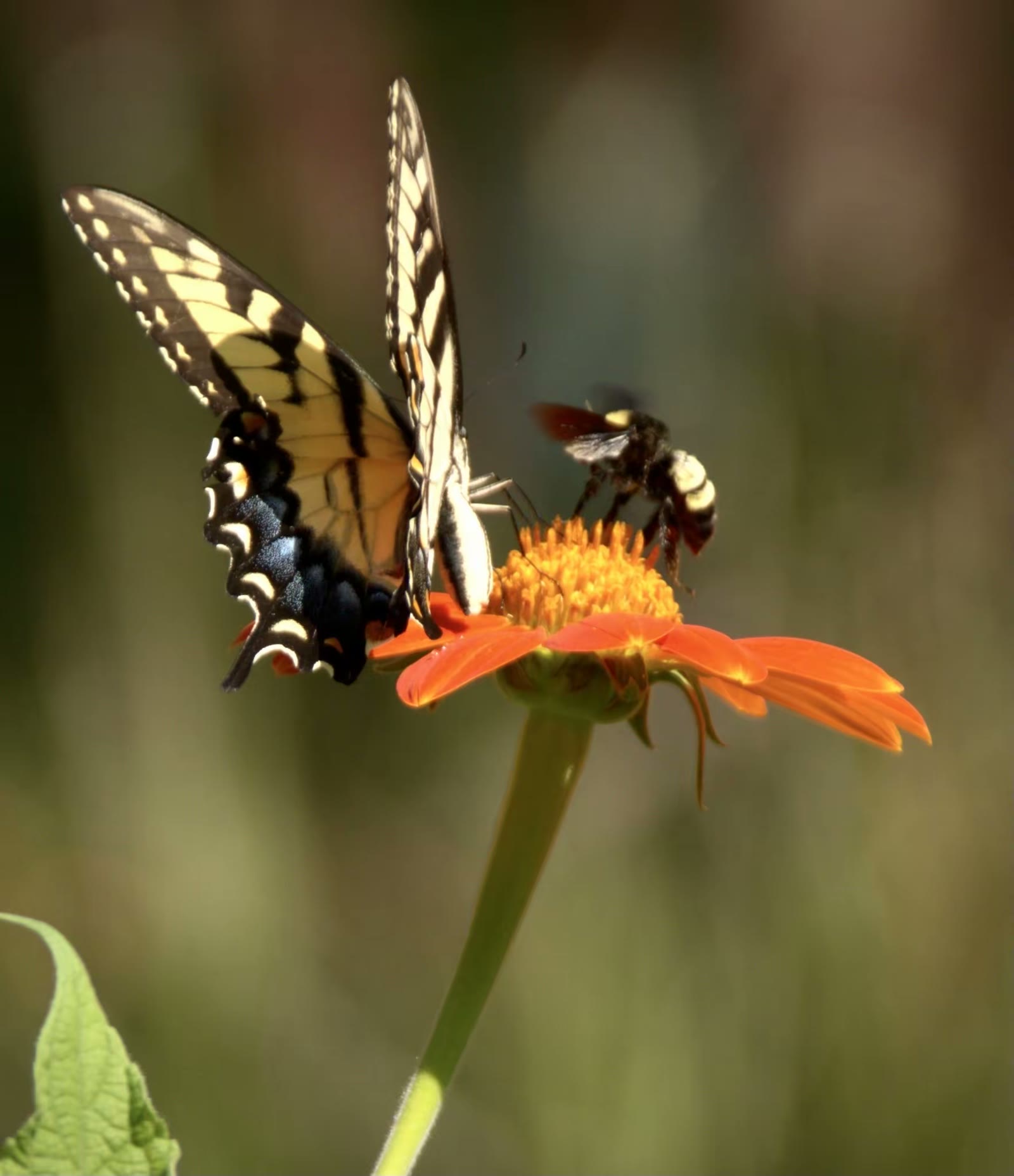 American bumble bee