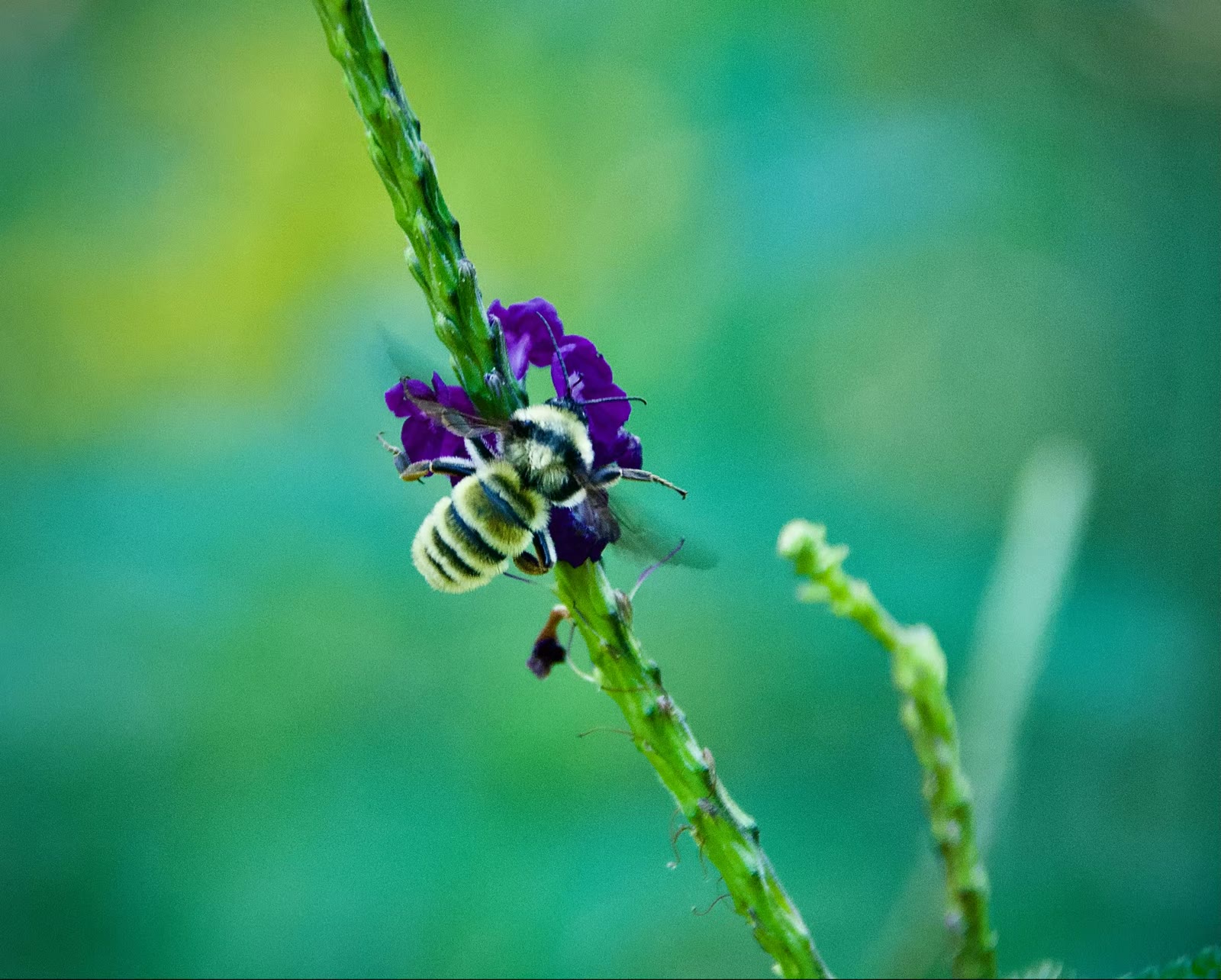 Golden northern bumble bee