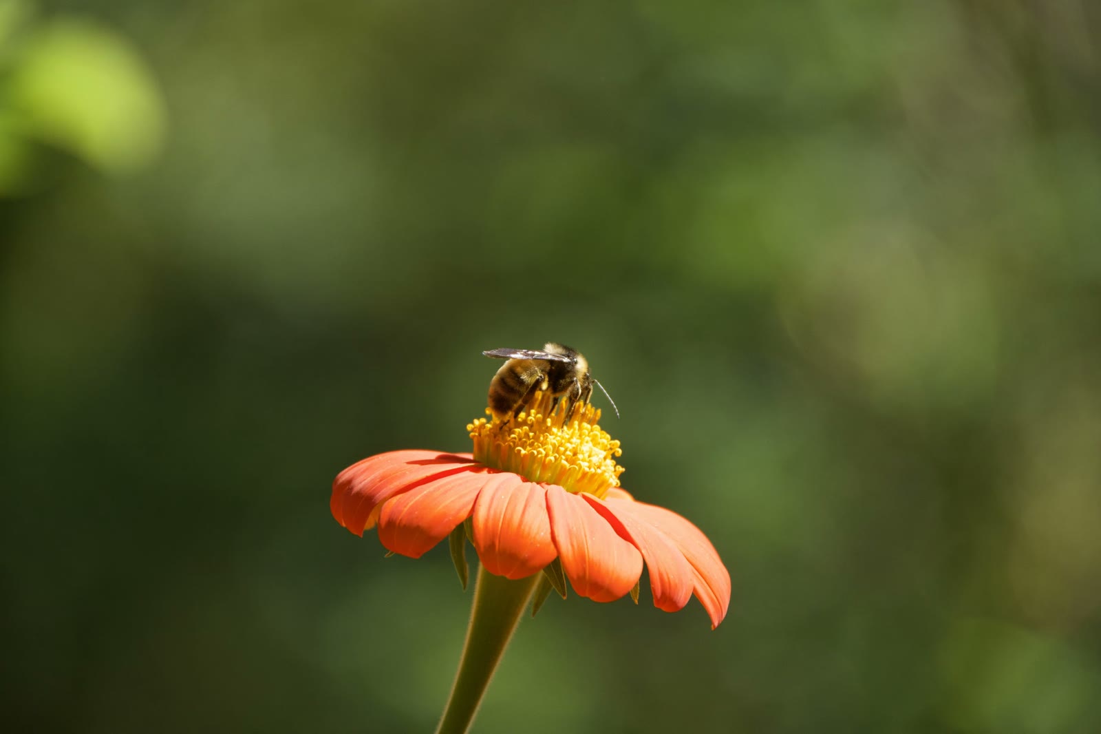 Golden northern bumble bee