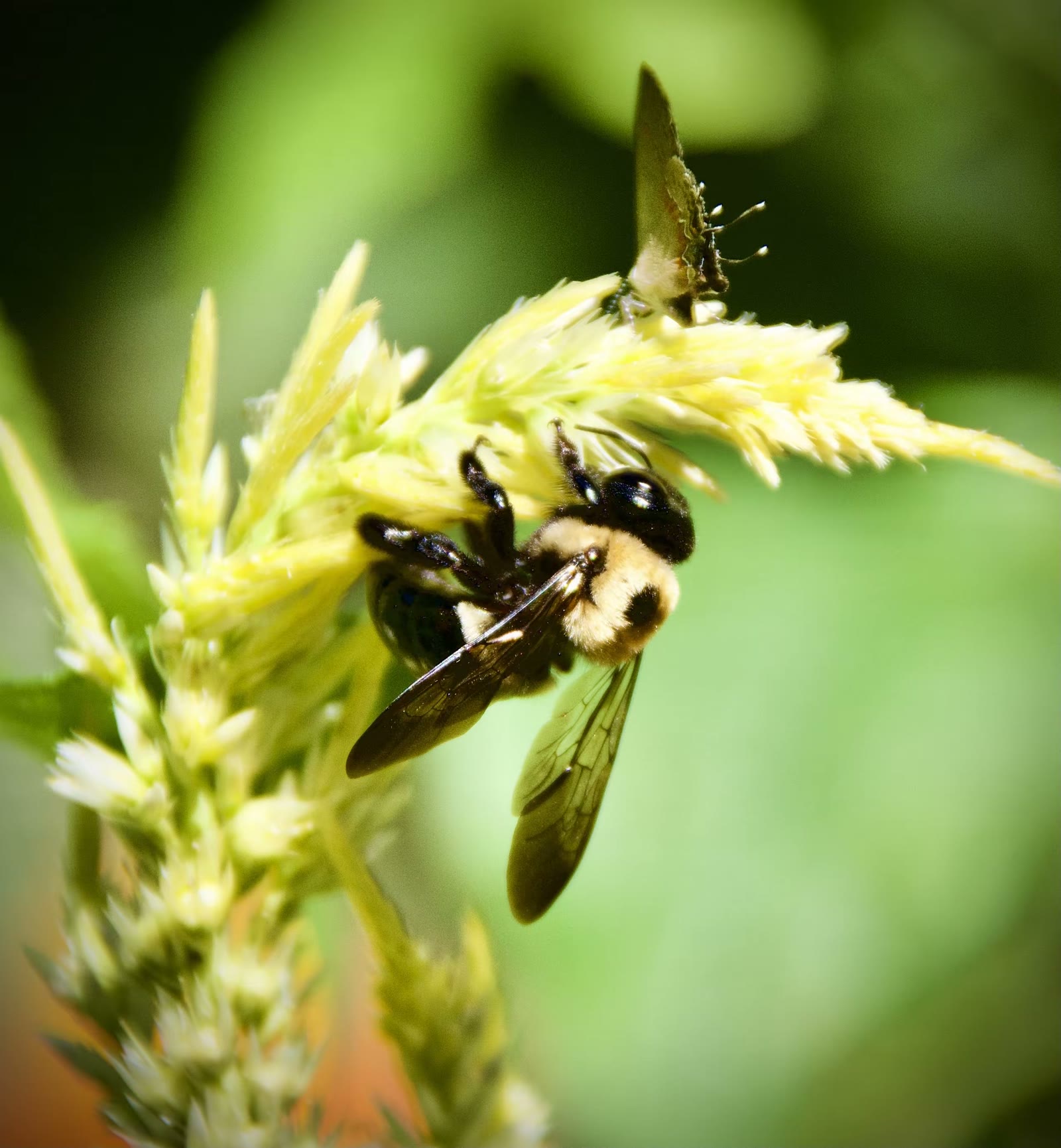 Eastern carpenter bee