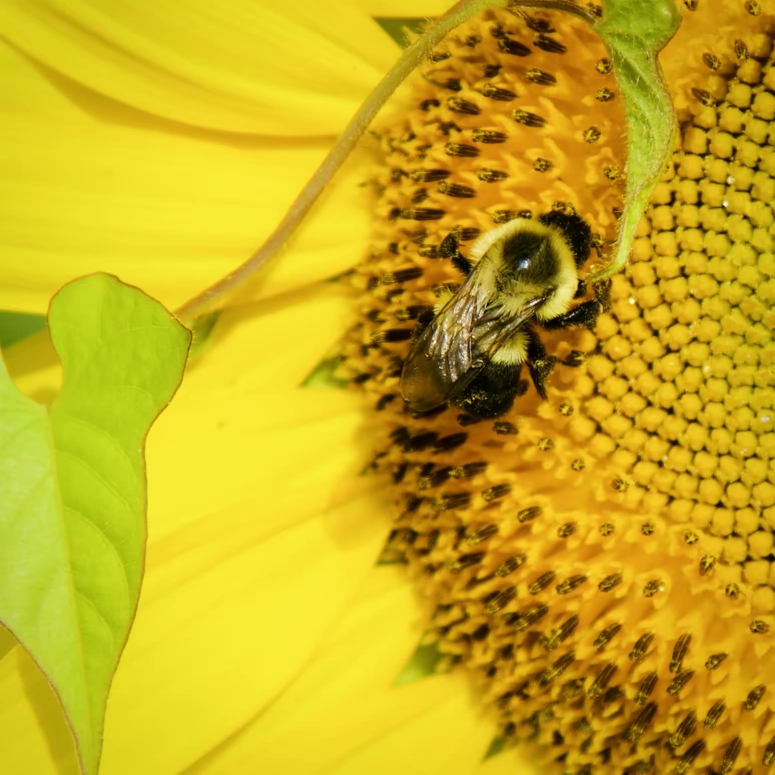 Common eastern bumble bee